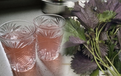 Uống nước lá tía tô có thể giải quyết được 6 vấn đề